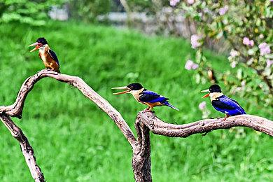 《超级马里奥：惊奇》全新实机 10月20日正式发售